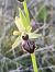 Ophrys exaltata subsp. marzuola (Ophrys de mars) © Pimprenelle Ducati