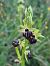 Ophrys passionis (Ophrys de la Passion) © Christian Fleury