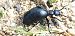 Meloe proscarabaeus © Michele Cento