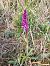 Orchis mascula  - Bernard Sonnerat