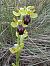 Ophrys forestieri  - Pep Sole