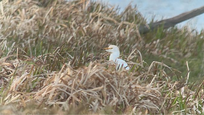 czapla złotawa  - Maciej Aleksandrowicz