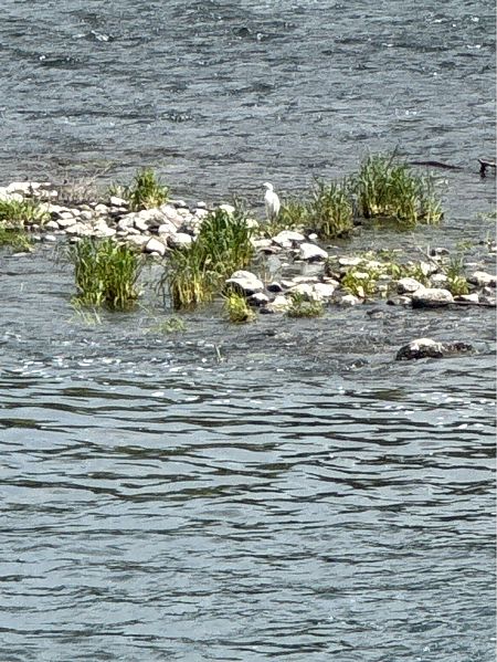 Garzetta  - Antonio Mazzone