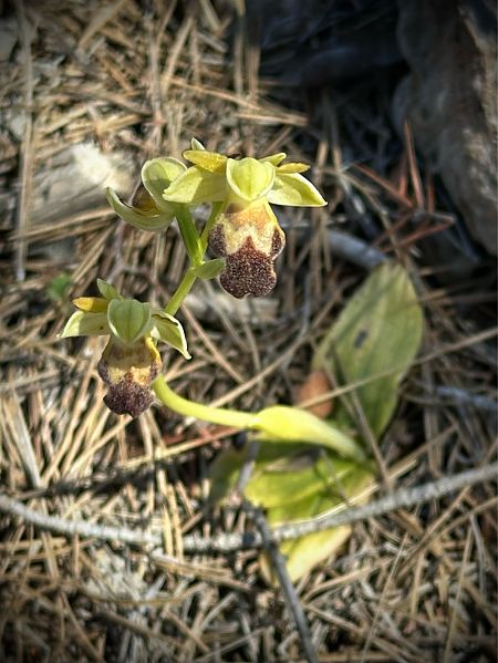 Ophrys indet. group. fusca  - Roman Monnier