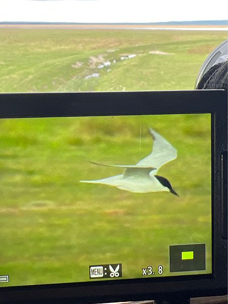 Sterne hansel  - Ralph Härle