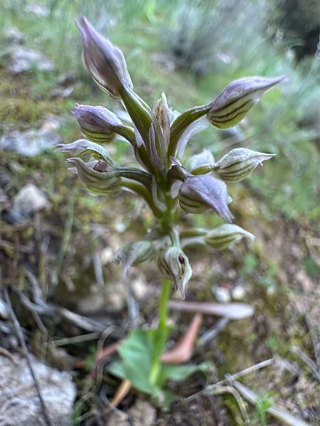 Neotinea lactea  - Roman Monnier