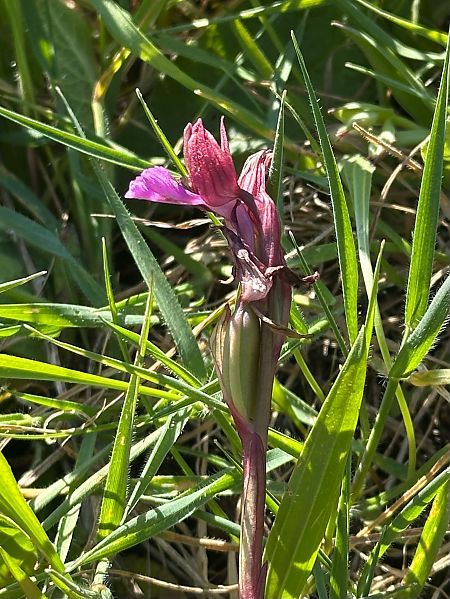 Anacamptis papilionacea  - Roman Monnier
