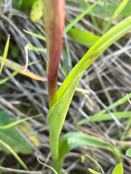 Serapias vomeracea  - Roman Monnier