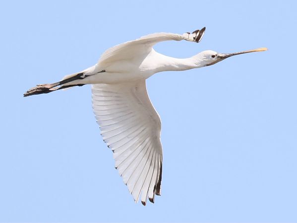 Spatule blanche  - Michael Hafner