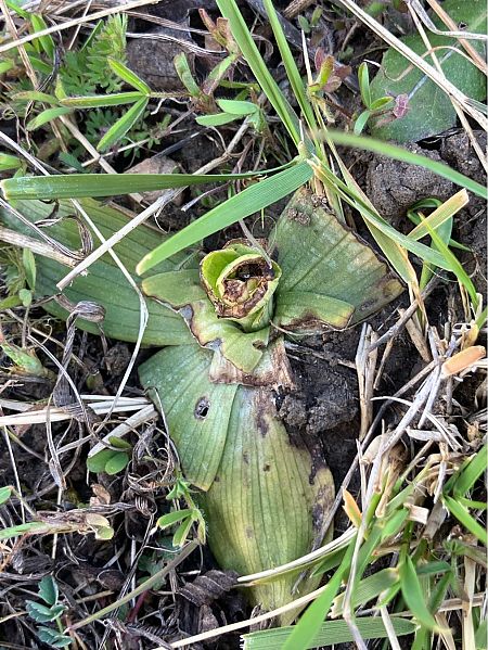 Ophrys indet. group. scolopax  - Florent de Gasperis