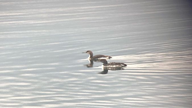 Plongeon imbrin  - Andreas Tiefenbach