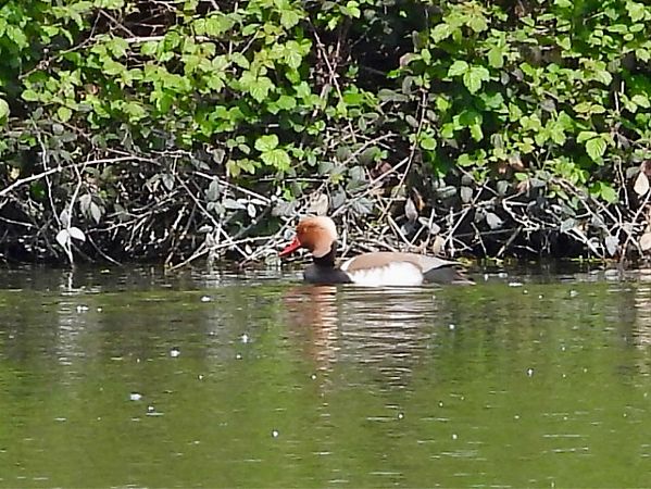 Fistione turco  - Giampaolo Toniolo