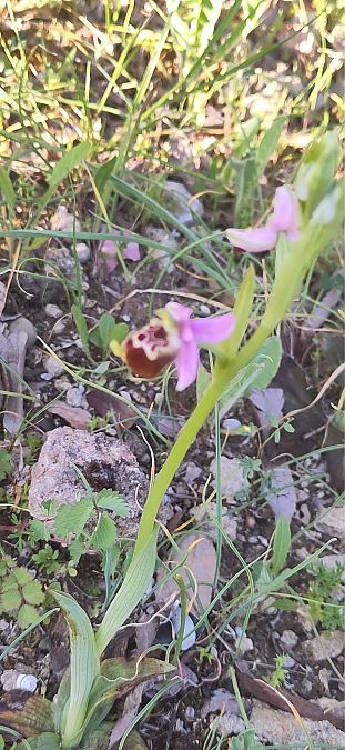 Ophrys arachnitiformis  - Antonio Mazzone