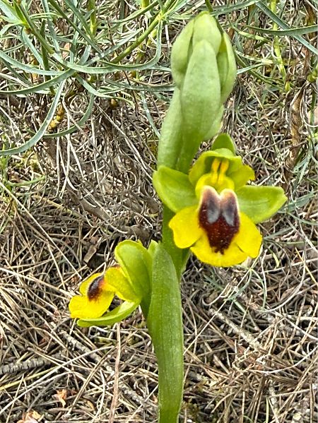Ophrys lutea  - Pep Sole