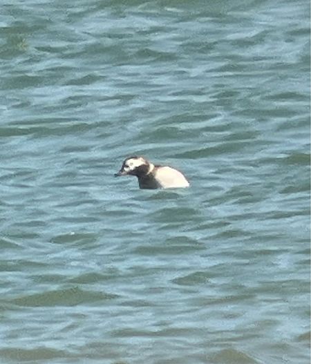 Harelde boréale  - Herta Mangeng