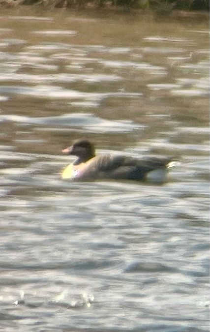 Kurzschnabelgans  - Krzysztof Lis