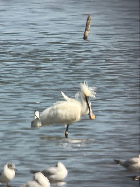 Spatule blanche  - Herta Mangeng