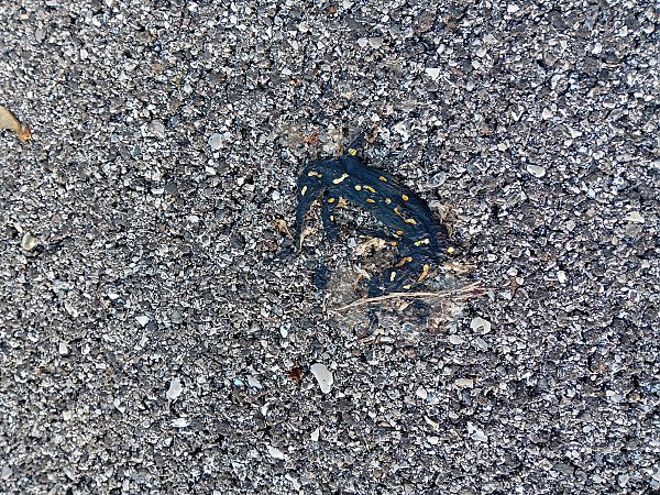 Salamandra pezzata  - Alexandra Cfr Mareschi (FVG)