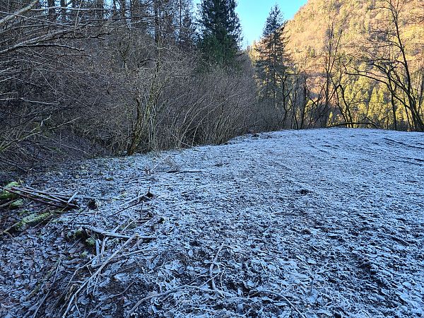 Fallopia japonica  - Ilaria Antoniutti (FVG)