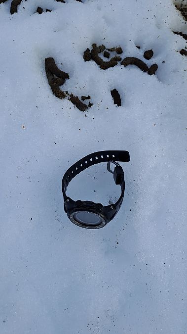 Gallo cedrone  - Niko Borghese (FVG)