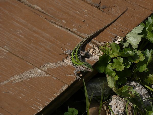 Lucertola campestre  - Agnès Proust