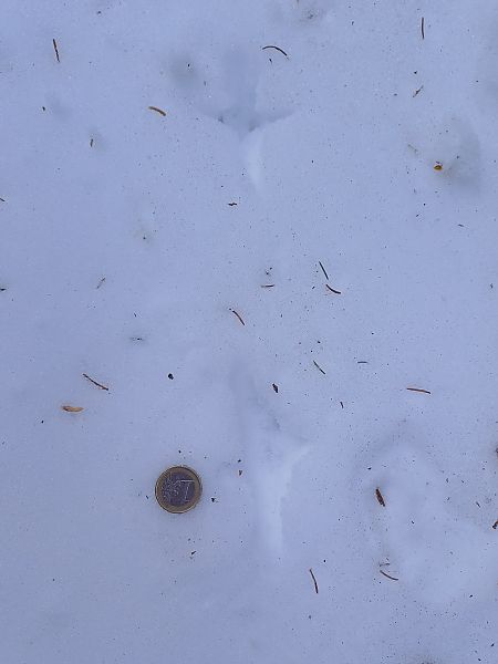 Gallo cedrone  - Arrigo Olivieri (FVG)