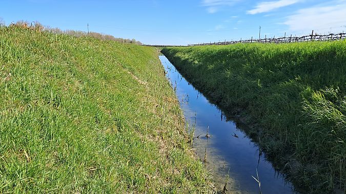 Rana esculenta o Rana di Lessona  - Roberto Fabbri