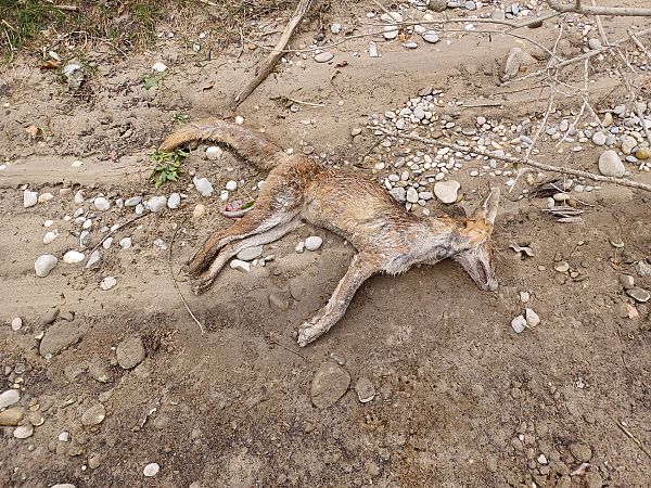 Volpe  - Sara Stella (FVG)