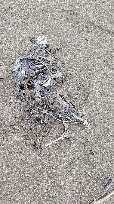 Fratercula arctica  - Gonzalo Torre