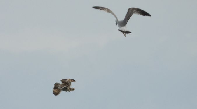 Gufo di palude  - Andrea Sorrentino