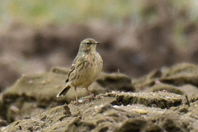 Strandpieper  - Agata Balicka
