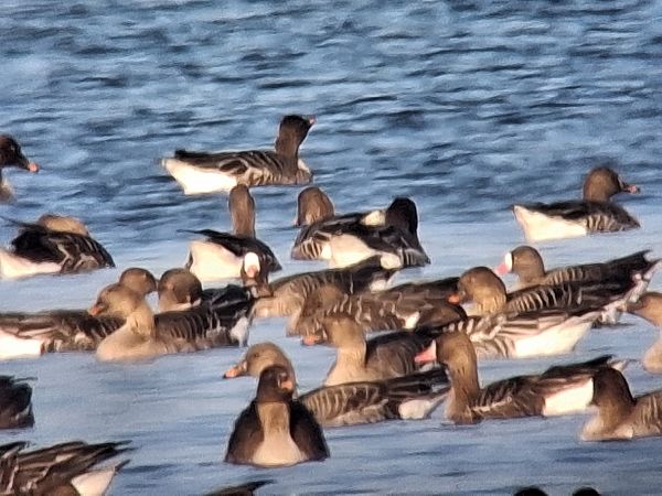 gęś mała  - Bartosz Krąkowski