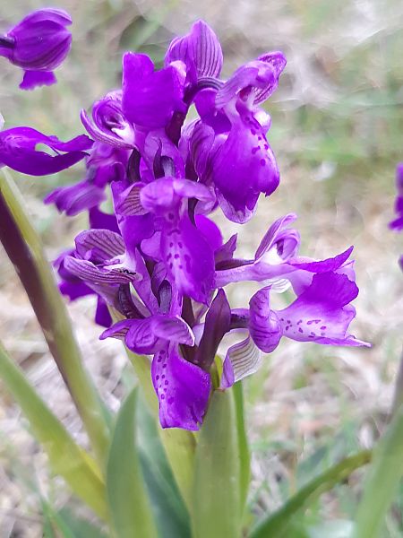 Anacamptis morio  - Adeline Gatineau