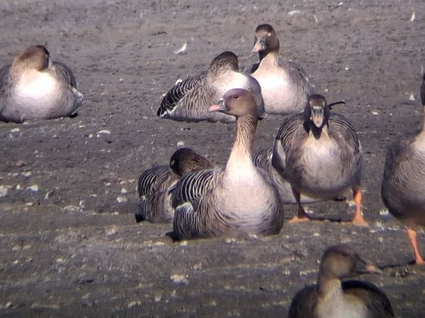 gęś krótkodzioba  - Wojciech Siuda