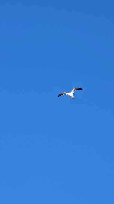 Gavià argentat  - Emma Duran