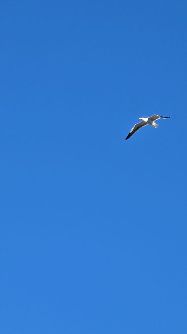 Gavià argentat  - Emma Duran