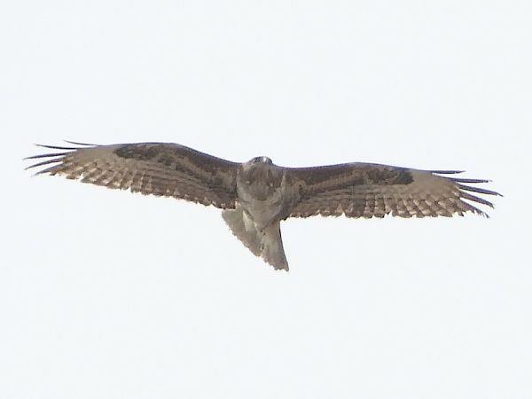 Poiana  - Massimo Tassinari