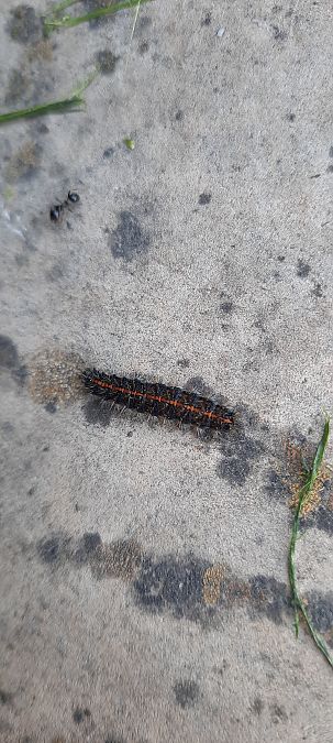 Coscinia striata  - Tineke Aarts