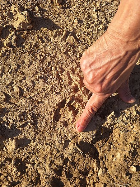 Toixó, teixó  - Marc Anton