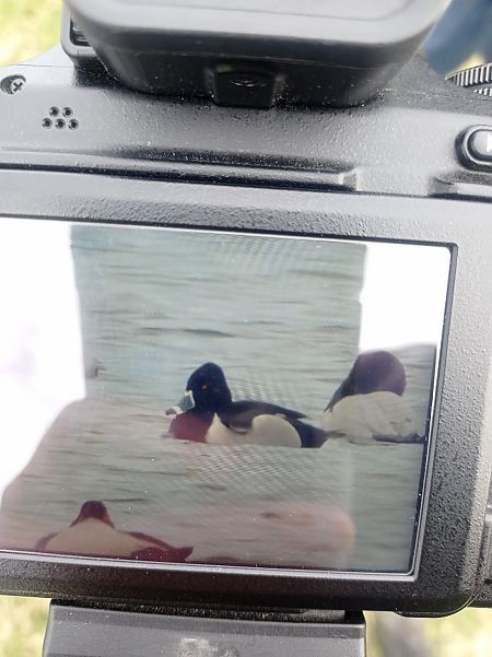 czerniczka  - Maciej Wasilewski