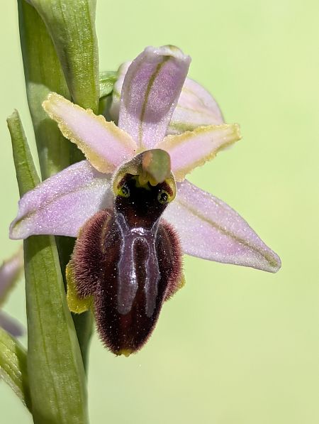 Ophrys splendida  - Delarbre Sébastien