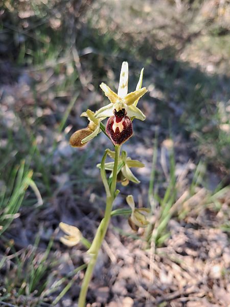 Ophrys occidentalis  - Laurent Mazet