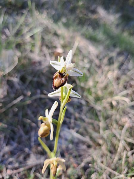 Ophrys occidentalis  - Laurent Mazet