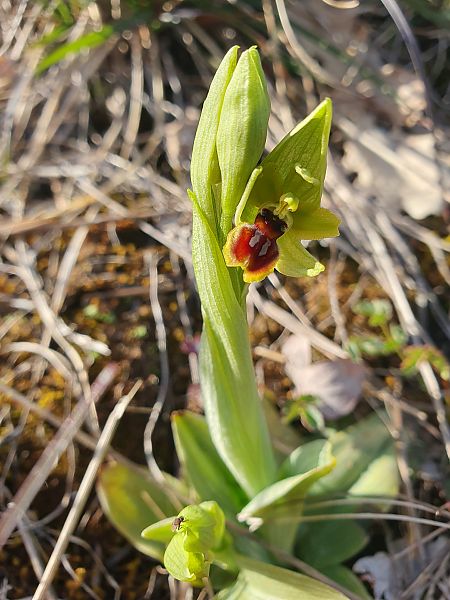 Ophrys litigiosa  - Michel Jegou