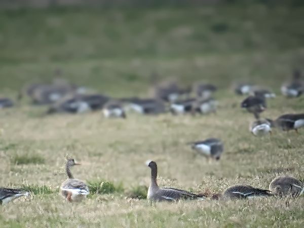 gęś mała  - Andrzej Pałgan