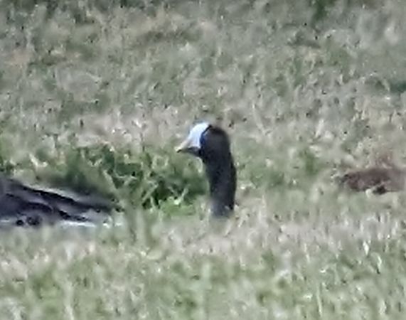 gęś mała  - Andrzej Pałgan