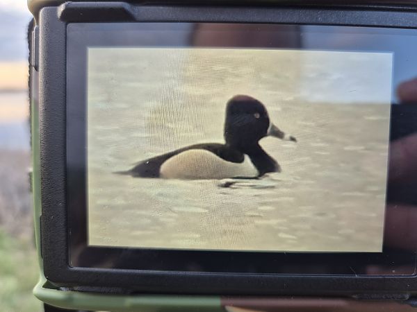 czerniczka  - Marcin Kemski