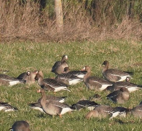gęś mała  - Monika Żochowska