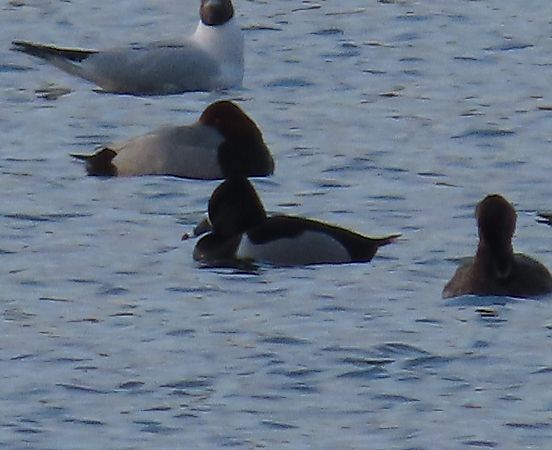 czerniczka  - Piotr Górski