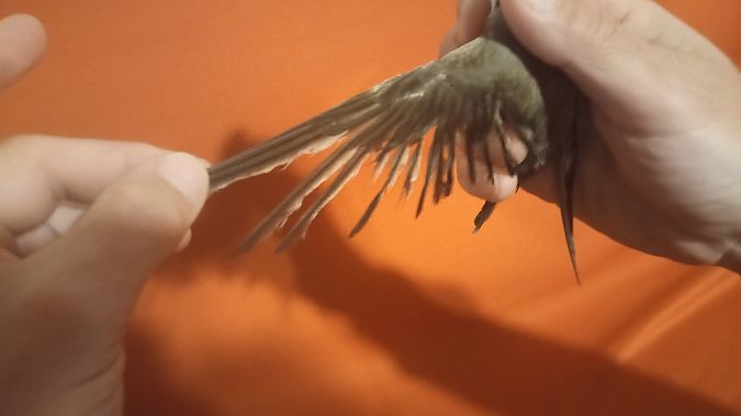 Topino  - Franceschi Francesco